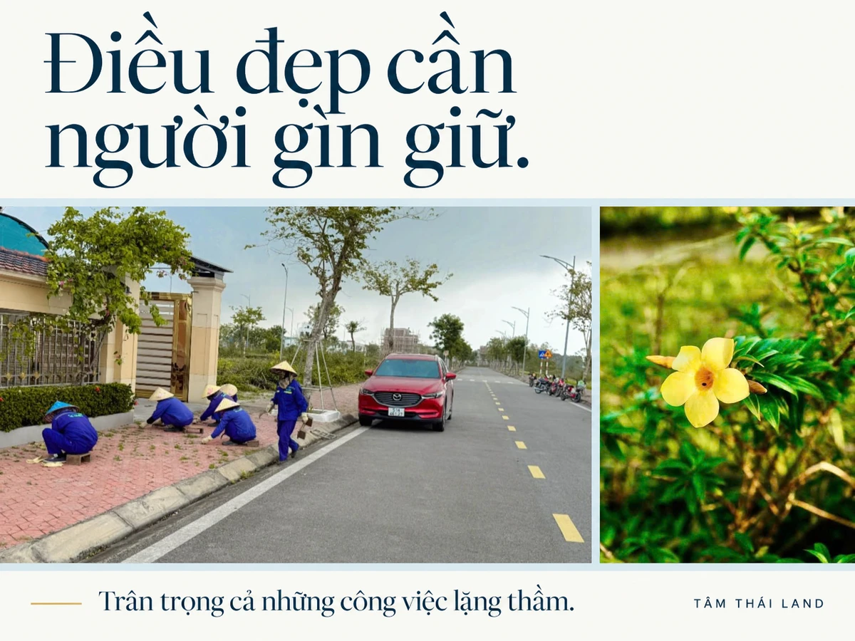 Những người chăm sóc vỉa hè bên đường nội khu Aquamarine, ghép cùng ảnh cận cảnh một bông hoa vàng.